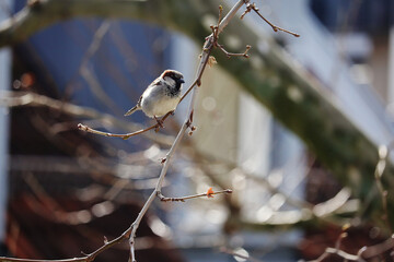A sparrow on a branch in spring season