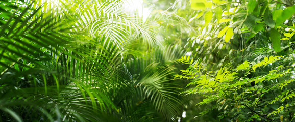 close-up of lush green tropical vegetation jungle with palm leaves in sunshine, beauty in nature...