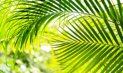 blurred palm leaf background with close-up of a palm frond arch in sunlight, tropical vegetation...