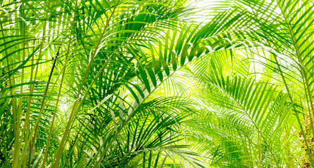 arch of isolated palm leaves on white background in sunshine, beautiful palm garden background...