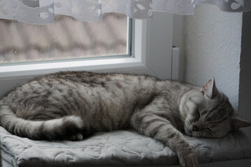 Cat / Katze