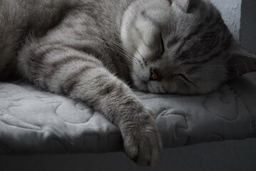 Cat / Katze