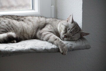 Cat / Katze