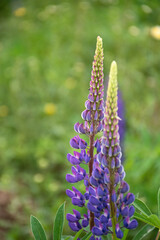Blooming macro lupine flower. Lupinus, lupin, lupine field with pink purple flower. Bunch of lupines summer flower background. A field of lupines. Violet spring and summer flower.