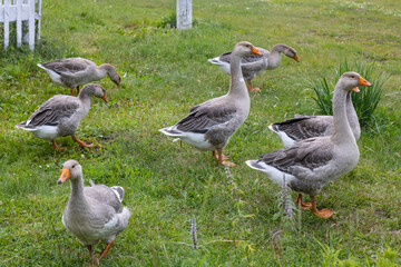 A flock of geese grazes on the lawn. Domestic birds eat green grass