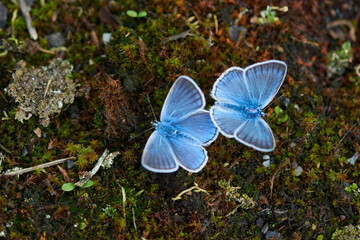 Vogelwicken-Bläuling (Polyommatus amandus) Männchen	