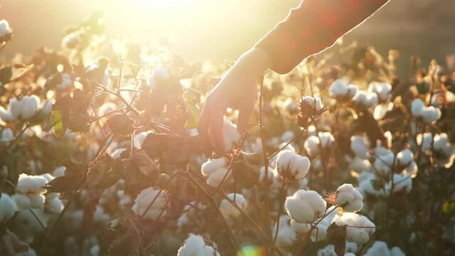 Picking Cotton Images &ndash; Browse 5,295 Stock Photos, Vectors, and Video