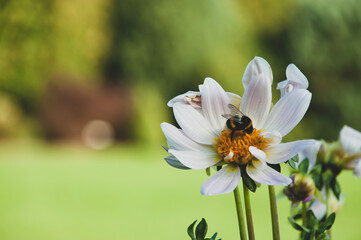 Obraz premium White Dahlia sambucifolia Flowers with bee. HQ photo
