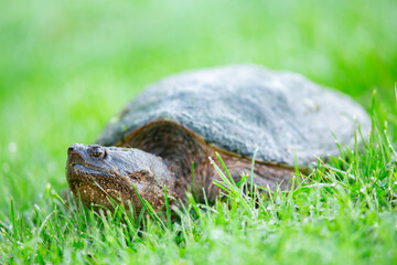 Snapping Turtle Grass, Moving Slow