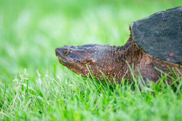 Snapping Turtle, Turtle In Grass