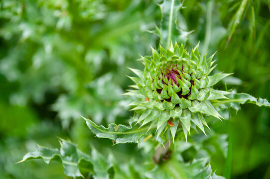 Green carduus acanthoides in Spring. HQ photo
