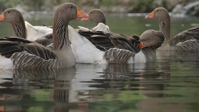 Greylag goose family swimming in the water.
