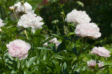 Blooming pale pink peony in the garden