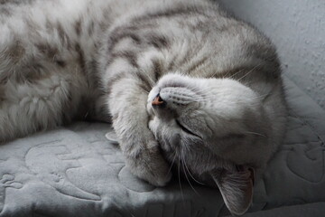 Cat / Katze
