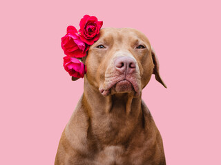 Lovable, pretty brown puppy and bright flowers. Closeup, indoors. Studio shot. Congratulations for family, relatives, loved ones, friends and colleagues. Pets care concept