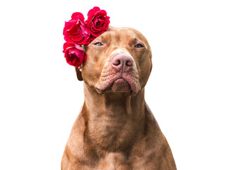 Lovable, pretty brown puppy and bright flowers. Closeup, indoors. Studio shot. Congratulations for family, relatives, loved ones, friends and colleagues. Pets care concept