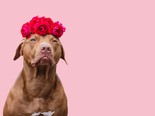 Lovable, pretty brown puppy and bright flowers. Closeup, indoors. Studio shot. Congratulations for family, relatives, loved ones, friends and colleagues. Pets care concept