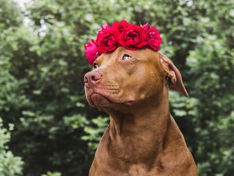 Lovable, pretty brown puppy and bright flowers. Closeup, outdoors. Studio shot. Congratulations for family, relatives, loved ones, friends and colleagues. Pets care concept