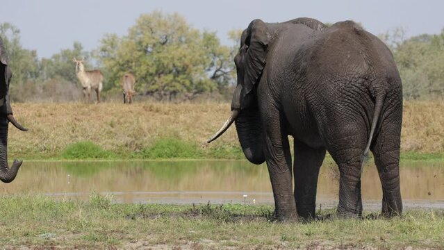African elephant bull making mud and having a mud bath
