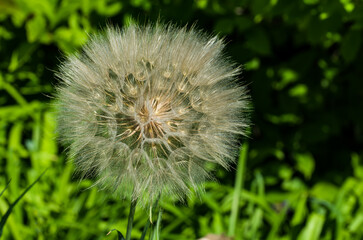 A large flower with seeds in the form of a sphere in the spring sun