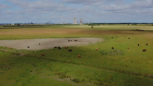 Cows grazing in British countryside, field. Farmland, English countryside summer. Filmed with DJI mavic mini 2 Drone. East Yorkshire.UK 09.07.2022