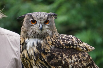 Wisentgehege Springe (Germany)