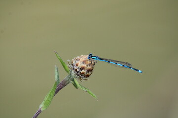 Demoiselle, libellule, Naïade Aux Yeux Bleus Erythromma lindenii, protection de la nature et...