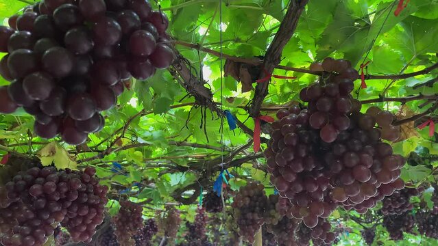 Bunch of dark grapes hanging on vines inside the vineyard. Tilt down shot. Seedless red grapes grown organically in farm.