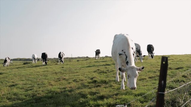 Vaches se promenant et broutant dans un pr&eacute; au coucher du soleil pr&egrave;s de Vaucottes en Normandie en France en Europe
