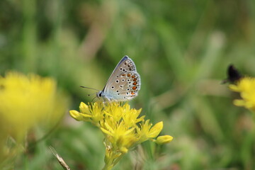 Papillon sur fleur jaune, Genre Polyommatus, protection de la nature et biodiversité