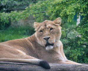 Lion