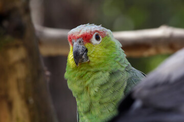 Red-crowned Parrot (Amazona viridigenalis) bird. High quality photo