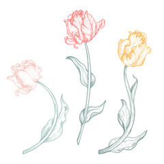 Set of beautiful hand drawn vector tulip flowers