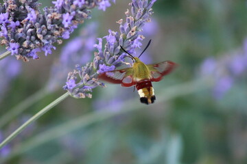 Papillon sur fleur de lavande, Sphinx Fuciforme, Hemaris fuciformis, protection de la nature et...