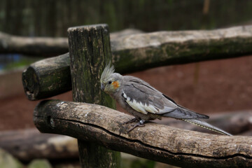 The cockatiel (Nymphicus hollandicus), also known as weiro bird, or quarrion, is a bird that is a member of its own branch of the cockatoo family endemic to Australia.