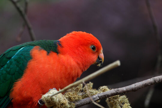 Male Australian king parrot. Alisterus scapularis, Queensland, Australia. High quality photo