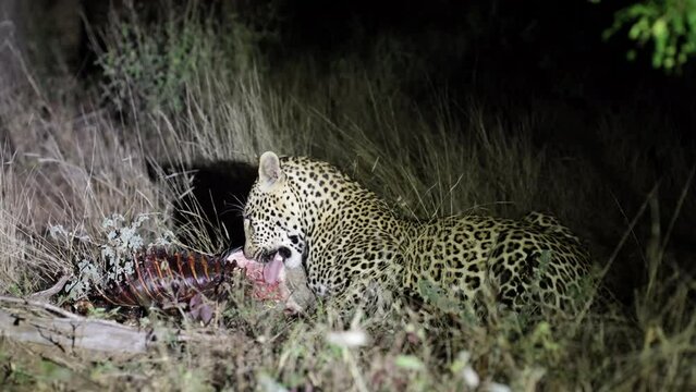 a Leopard feasting on warthog ribs