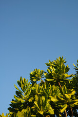 Green foliage and blue sky