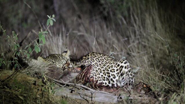 Male leopard feeding on a warthog