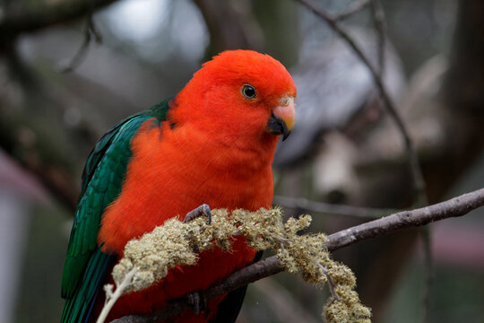 Male Australian king parrot. Alisterus scapularis, Queensland, Australia. High quality photo