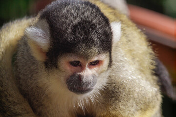 Close Up Of A Cute Black-Capped Squirrel Monkey In A Tree. High quality photo
