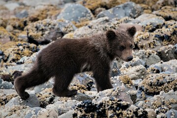 Fototapeta premium Tier Baby - Ein drei Monate alter niedlicher Grizzlybär - Alaska