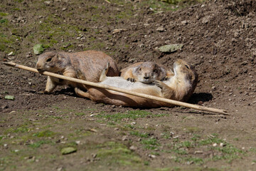 Black-tailed prairie dog. Cynomys ludovicianus 