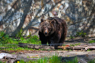 Big brown bear in the wild. The common bear is a mammal of the bear family, one of the largest land predators.