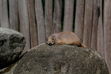 Black-tailed prairie dog. Cynomys ludovicianus is lying on a stone