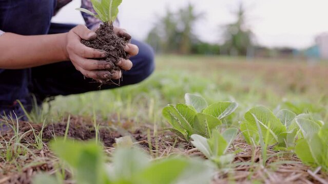 Working in the organic vegetable garden, Smart farmer taking care of young green cos seedlings and transplanting young plants into the garden soil at organic vegetable farm.