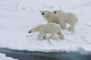 Obraz na płótnie Canvas Mother polar bear (Ursus maritimus) walking with two cubs on a melting ice floe, Spitsbergen Island, Svalbard archipelago, Norway, Europe