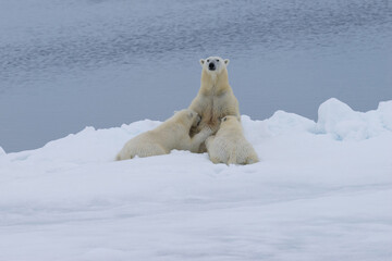 Fototapeta na wymiar Mother polar bear (Ursus maritimus) nursing two cubs on the edge of a melting ice floe, Spitsbergen Island, Svalbard archipelago, Norway, Europe