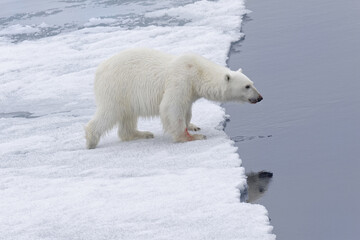 Plakat Polar bear (Ursus maritimus), female walking on pack ice, Svalbard Archipelago, Barents Sea, Arctic, Norway