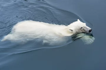 Fotobehang Polar Bear (Ursus maritimus) swimming, Svalbard Archipelago, Norway © Gabrielle